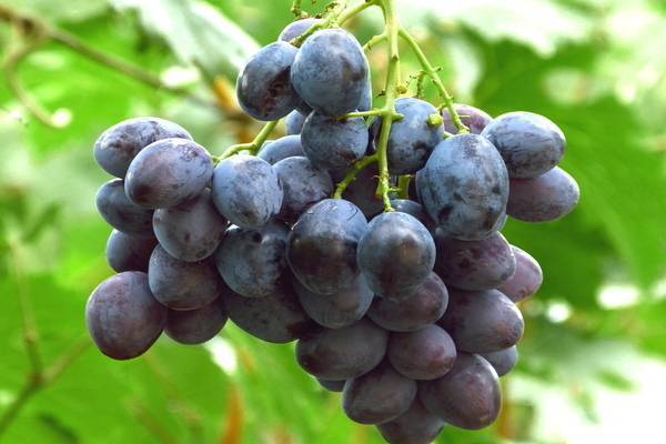 Описание и выращивание винограда сорта Фурор, плюсы и минусы и характеристика