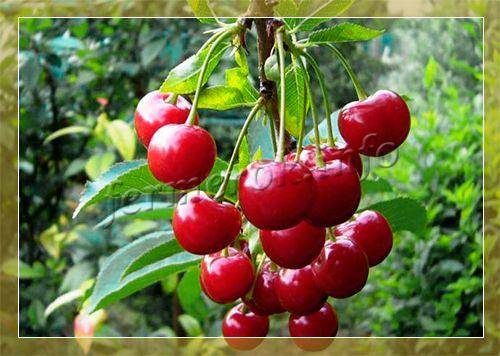 Описание и характеристики сорта вишни вита и его плодоношения, правила выращивания и уход