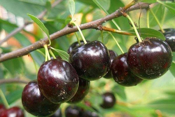 Описание описание лучших сортов сибирской вишни, посадка и уход в открытом грунте