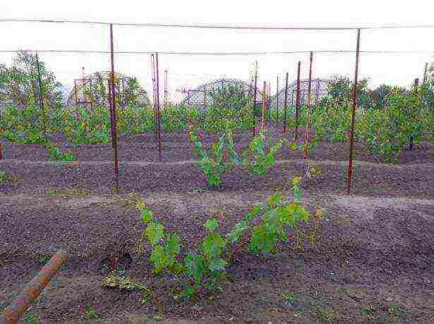 Как посадить и вырастить виноград в домашних условиях