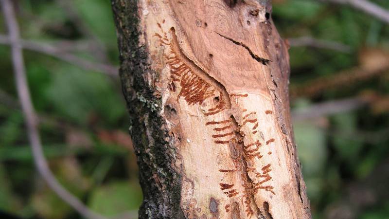 Как избавится от жука — короеда в домашних условиях? какими средствами бороться на деревьях в саду?