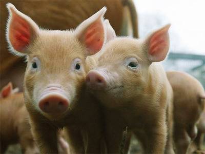 Бмвд для свиней: состав, виды и варианты премиксов