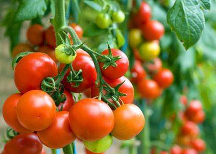 Какие томаты стоит посадить в теплице подмосковья в 2020 году: лучшие наименования