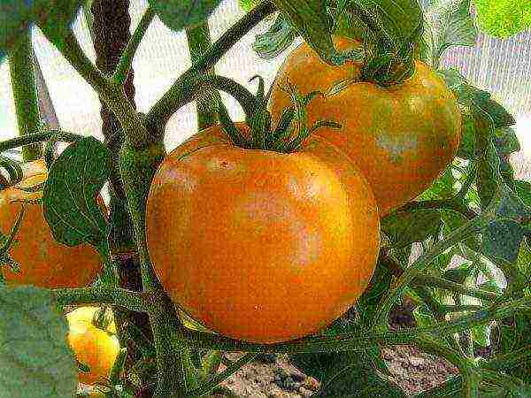 Сорт томата «желтый шар»: описание, характеристика, посев на рассаду, подкормка, урожайность, фото, видео и самые распространенные болезни томатов