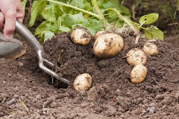 Сеникация и десикация картофеля: описание, эффективность, отзывы