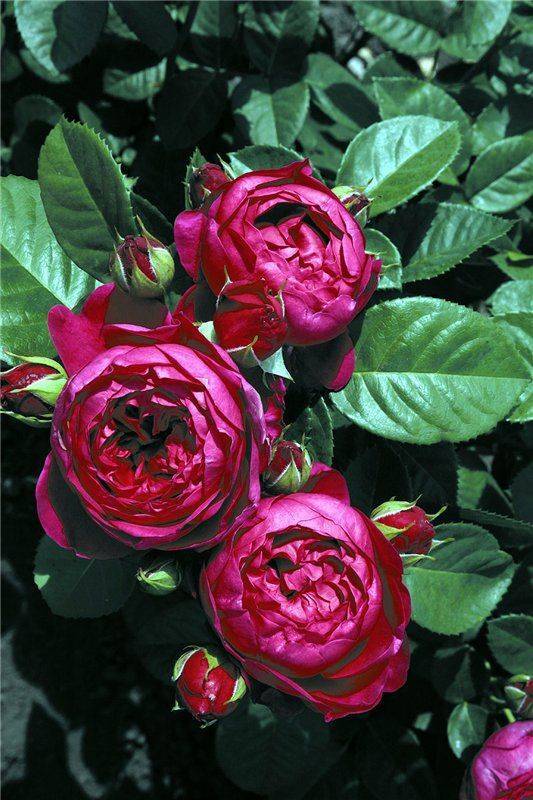 Цветы розы садовые: фото, названия и агротехника