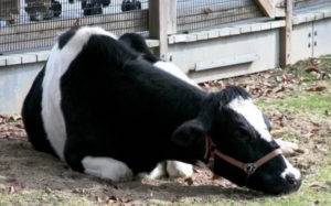 Что делать, если корова кашляет: методы лечения, рекомендации по профилактике