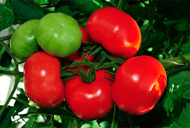 Идеальный для теплиц, раннеспелый и высокоурожайный томат «благовест»: как выращивать его правильно