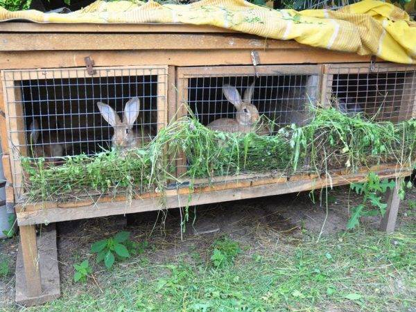 Сооружение вольера для кроликов своими руками и разведение в домашних условиях