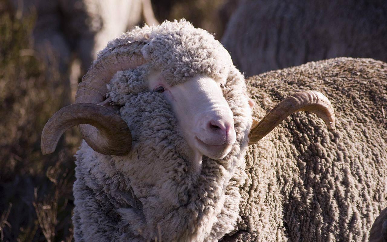 Курдючные овцы и описание пород
