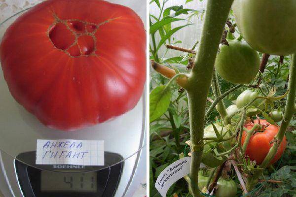 Крупноплодный и вкусный томат «оранжевый гигант»: описание сорта, выращивание, фото плодов-помидоров