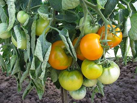 Вкусный и красивый гибрид — сорт томатов «хурма» — описание, выращивание, общие рекомендации