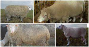 Куйбышевская порода овец: описание и характеристика