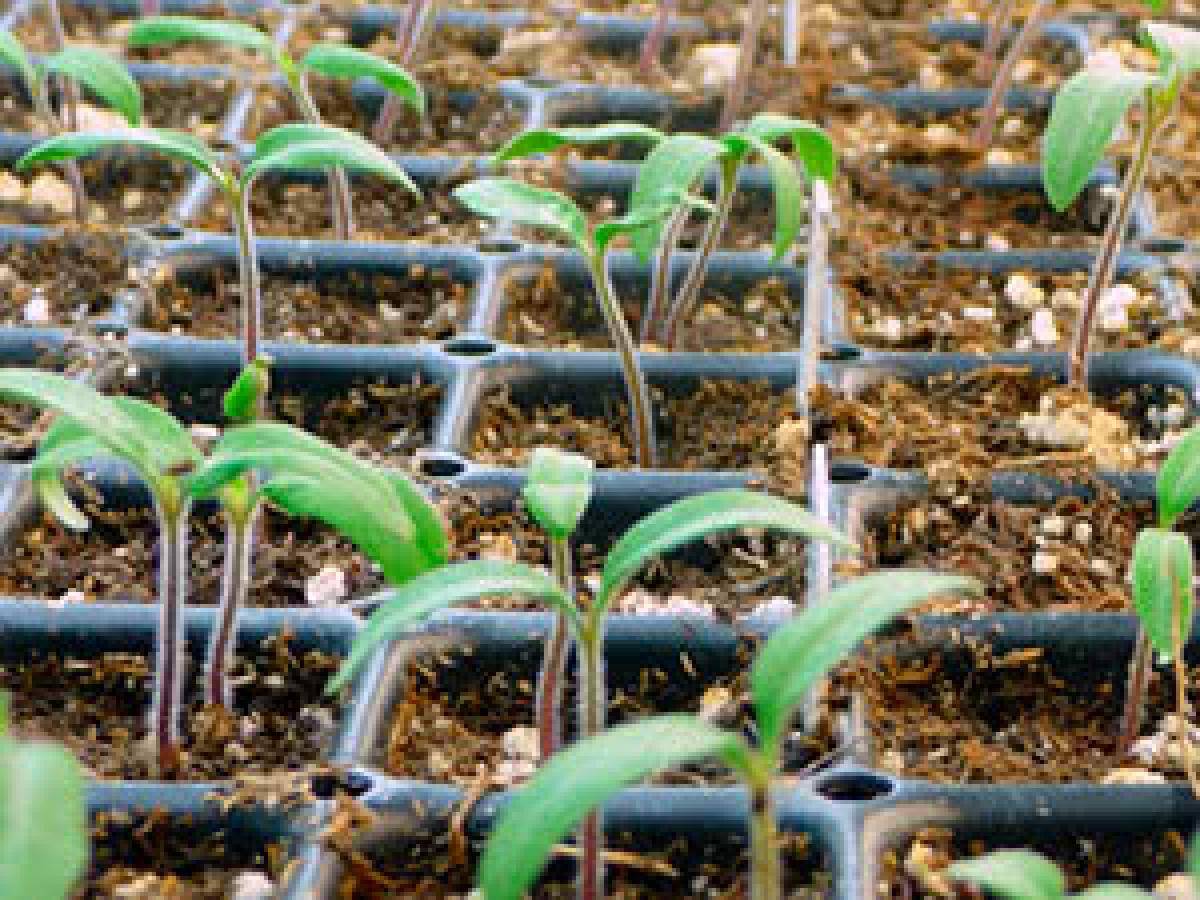 Помидорная здравница: какой кислотности должна быть почва для томатов и какой грунт обеспечит высокую урожайность?