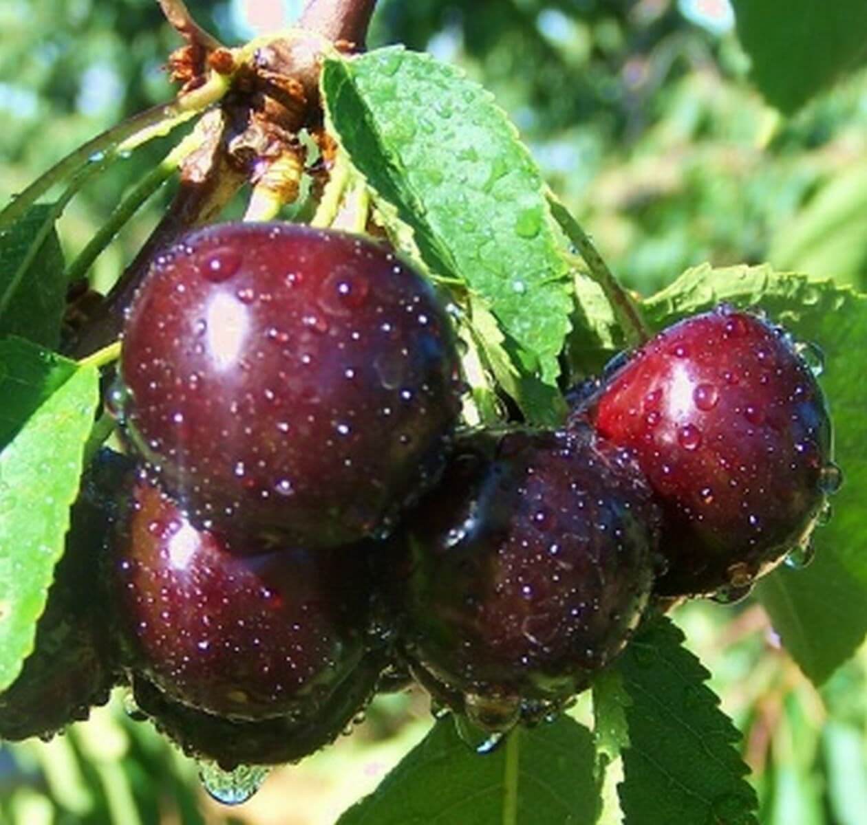 Сорт вишни Чернокорка
