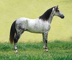 Масти лошадей: описание, фотографии и названия