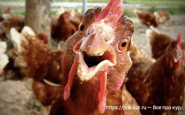Чем опасна затрудненная яйцекладка у кур и как спасти птиц от смерти?