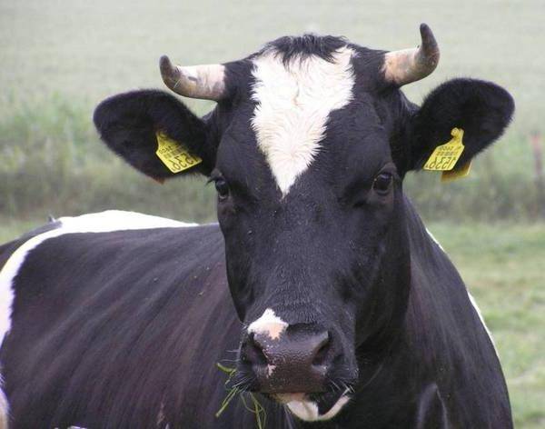 Описание и характеристика коров черно-пестрой породы, правила содержания