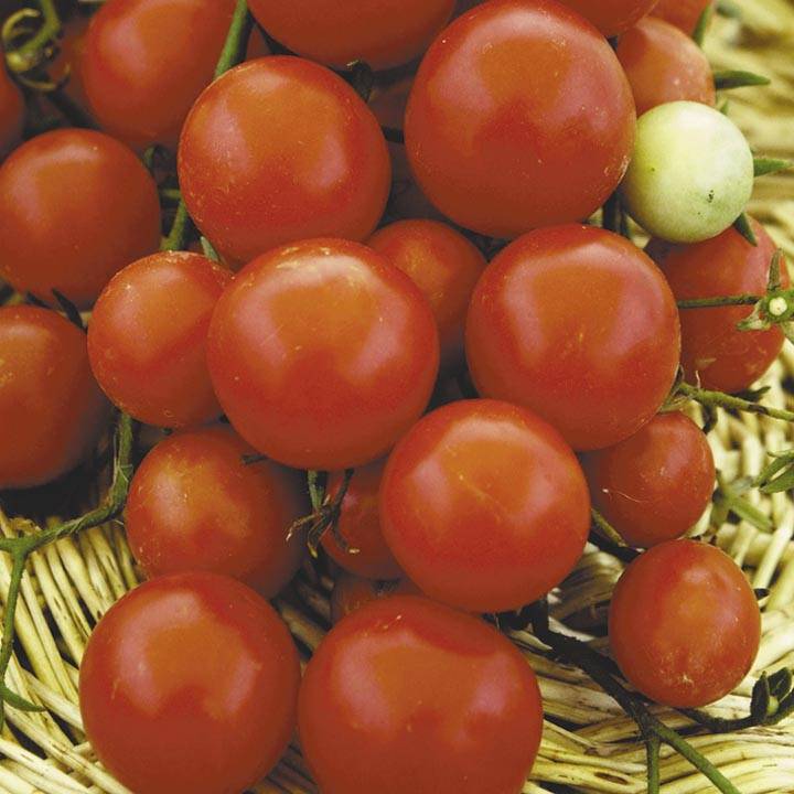 Качественный гибрид для открытого грунта — томат флорида 47 f1: описание и характеристики сорта