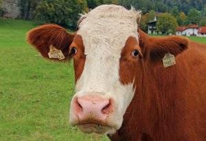 Послеродовой парез у крупнорогатого скота: причины появления заболевания, методики лечения
