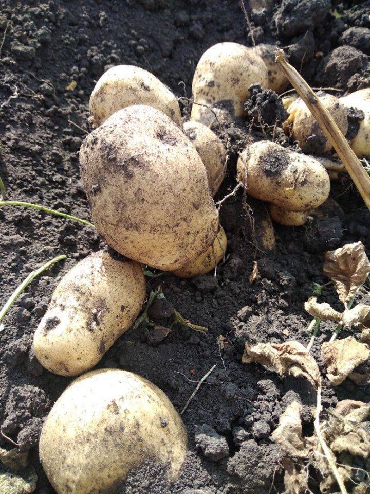 Как вырастить крупный картофель