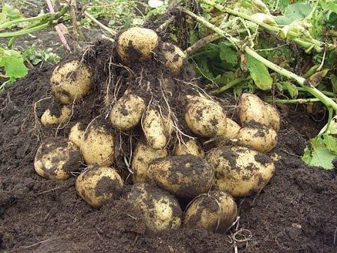 Как вырастить крупный картофель