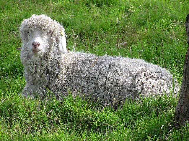 Описание и родина коз ангорской породы, особенности шерсти и содержание