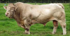 Лучшая молочная порода коров — красногорбатовская. описание, характеристики, особенности содержания