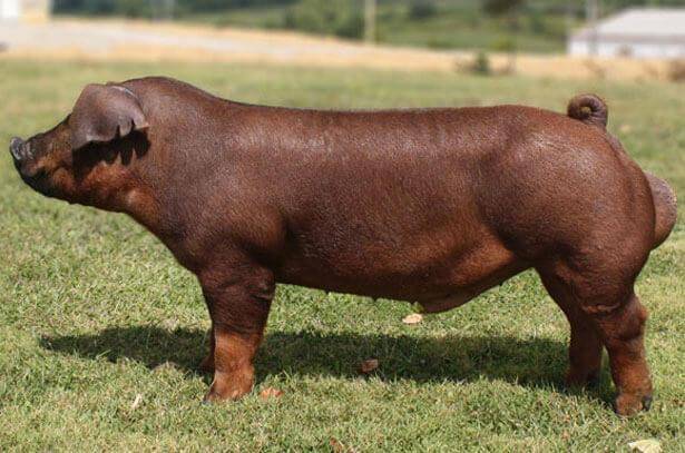 Пьетрен – одна из лучших пород свиней мясного направления
