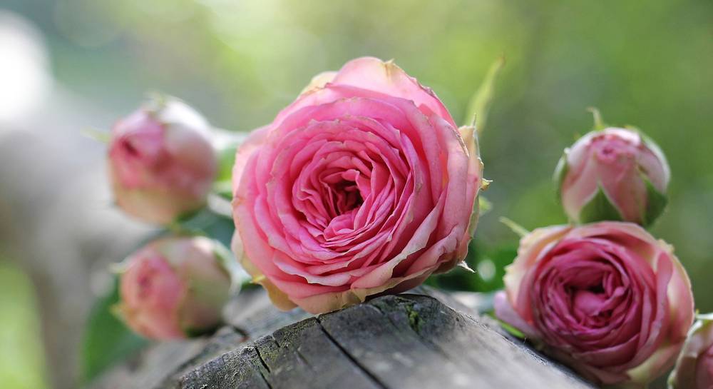Как вырастить розу из черенка дома — проращивание и посадка