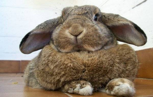 Понос у кроликов — причина и лечение