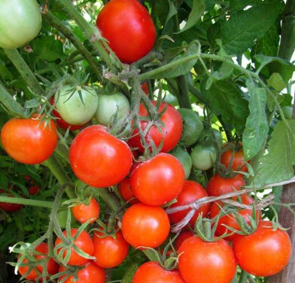 Характеристика и описание сорта томата женечка, его урожайность