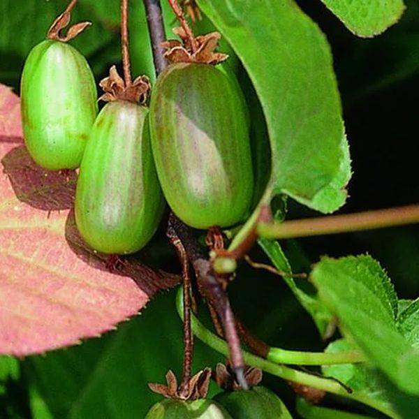 Актинидия — всё о выращивании чудо-ягоды