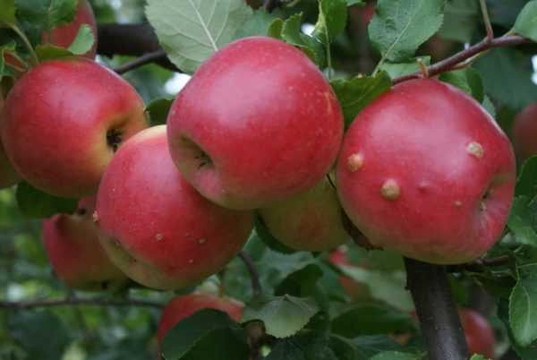 Описание сорта яблони вымпел, ее достоинства и недостатки