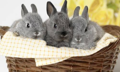 Декоративные кролики уход и содержание в домашних условиях