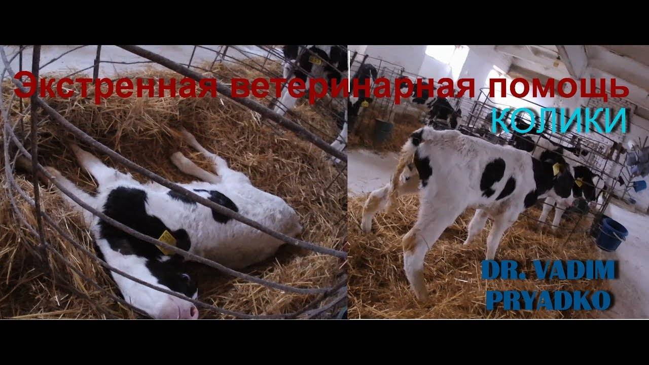 Симптомы и причины появления колибактериоза у телят, основные правила лечения