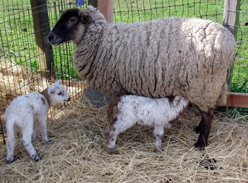 Описание и характеристика овец породы лакон, требования к их содержанию