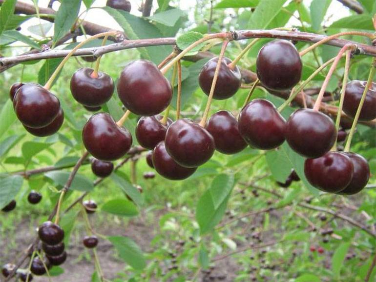 Описание и выращивание черешни сорта ленинградская черная