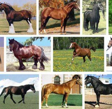 Методы диагностики и ликвидации мыта лошадей