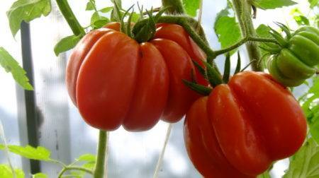 Томат груша красная: характеристика и урожайность сорта с фото