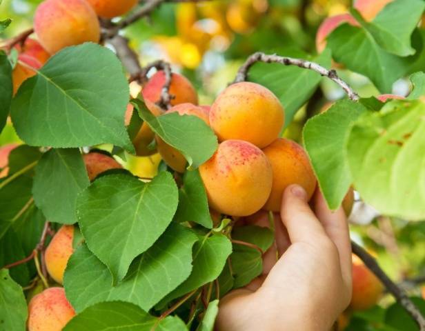 Абрикос ульянихинский – ароматная сладость вашего сада