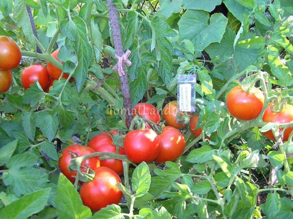 Описание сорта томата Сицилийский перчик и его характеристика