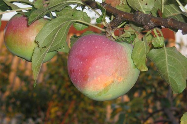 Описание и характеристики яблони сорта ауксис, посадка, выращивание и уход