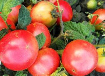 Томат декоративный арбузик: урожайность, описание, характеристики, отзывы