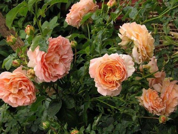 Роза аква: выращивание и уход в вашем саду