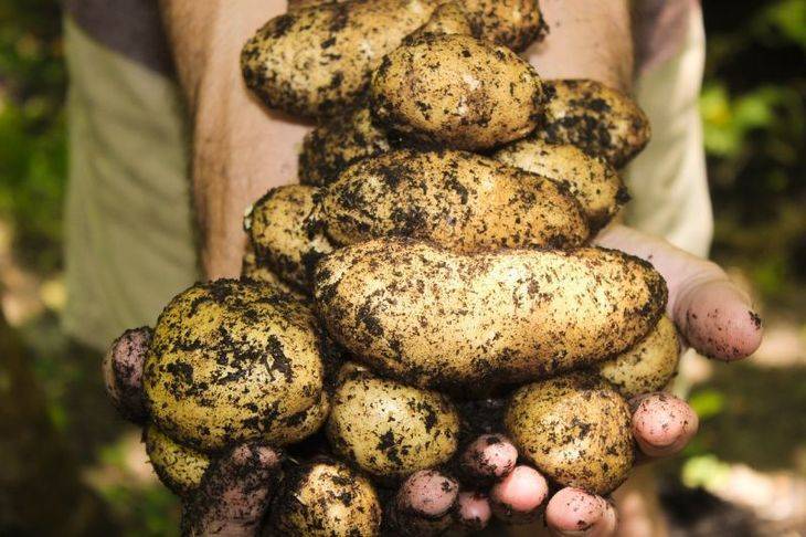 Причины почему плохо растет картофель: эффективное решение проблемы