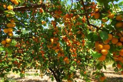 Крупноплодные сорта абрикоса — названия и описание с фото