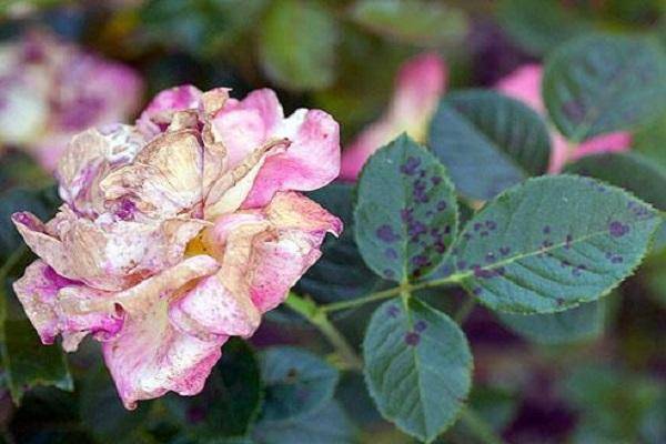 Серая гниль на розах, меры борьбы и лечение