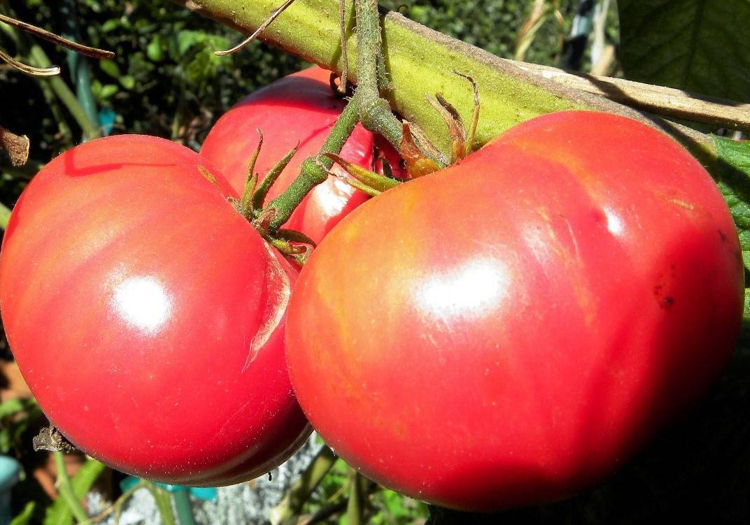 Томат сорта биг биф: характеристика сорта и особенности выращивания в теплице