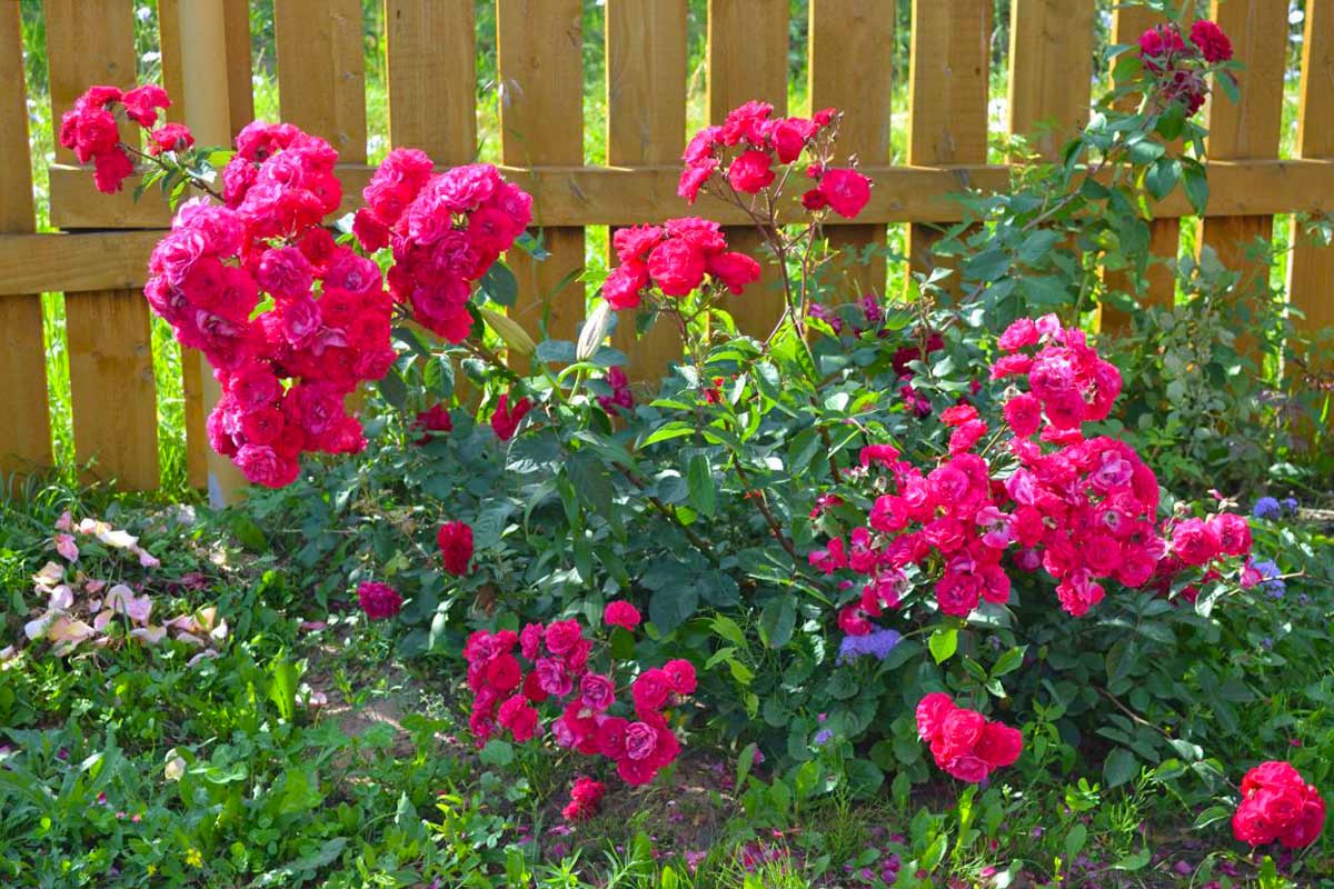 Полиантовые розы – описание и фото популярных сортов